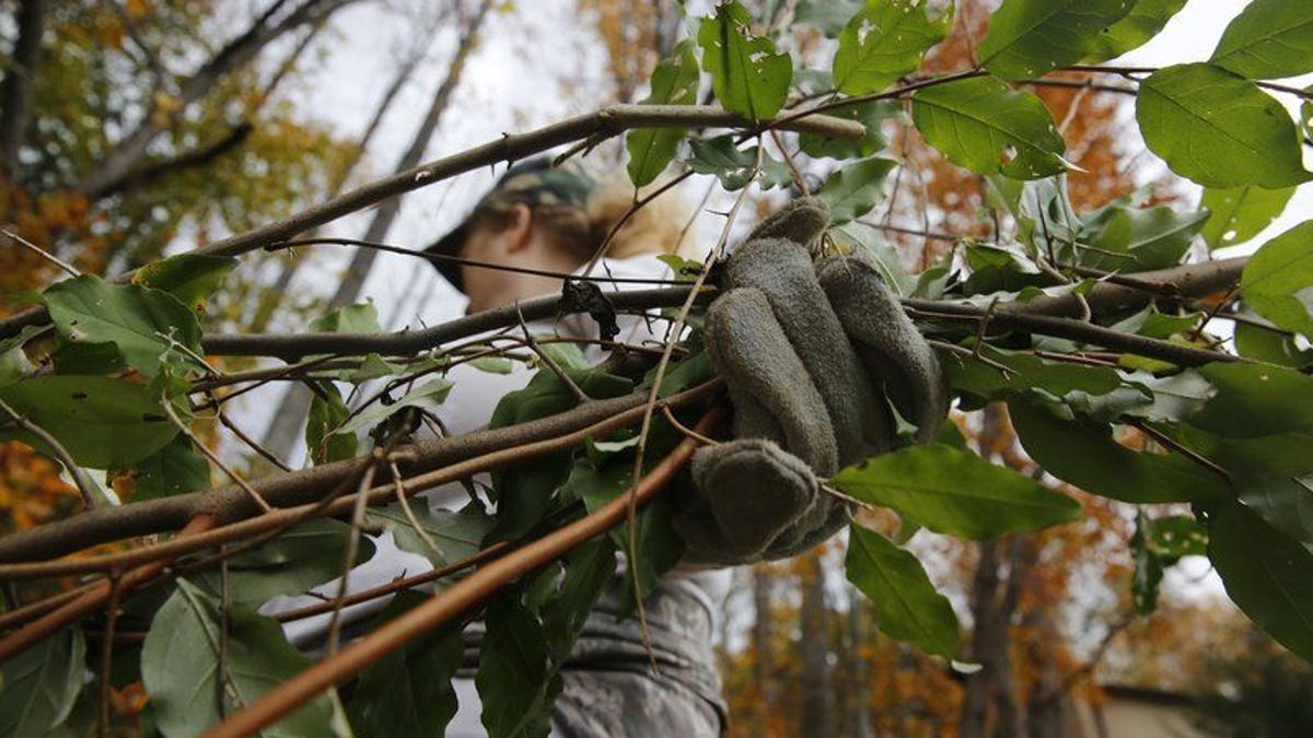 5 invasive species that could be consuming your backyard