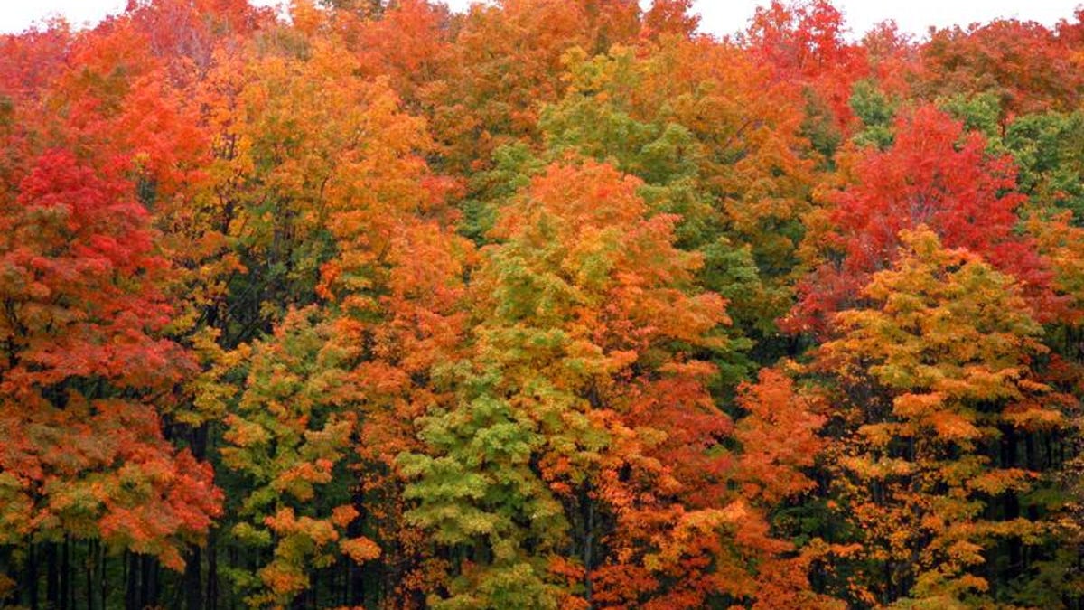 5 Spots To See Michigan S Rich Fall Colors