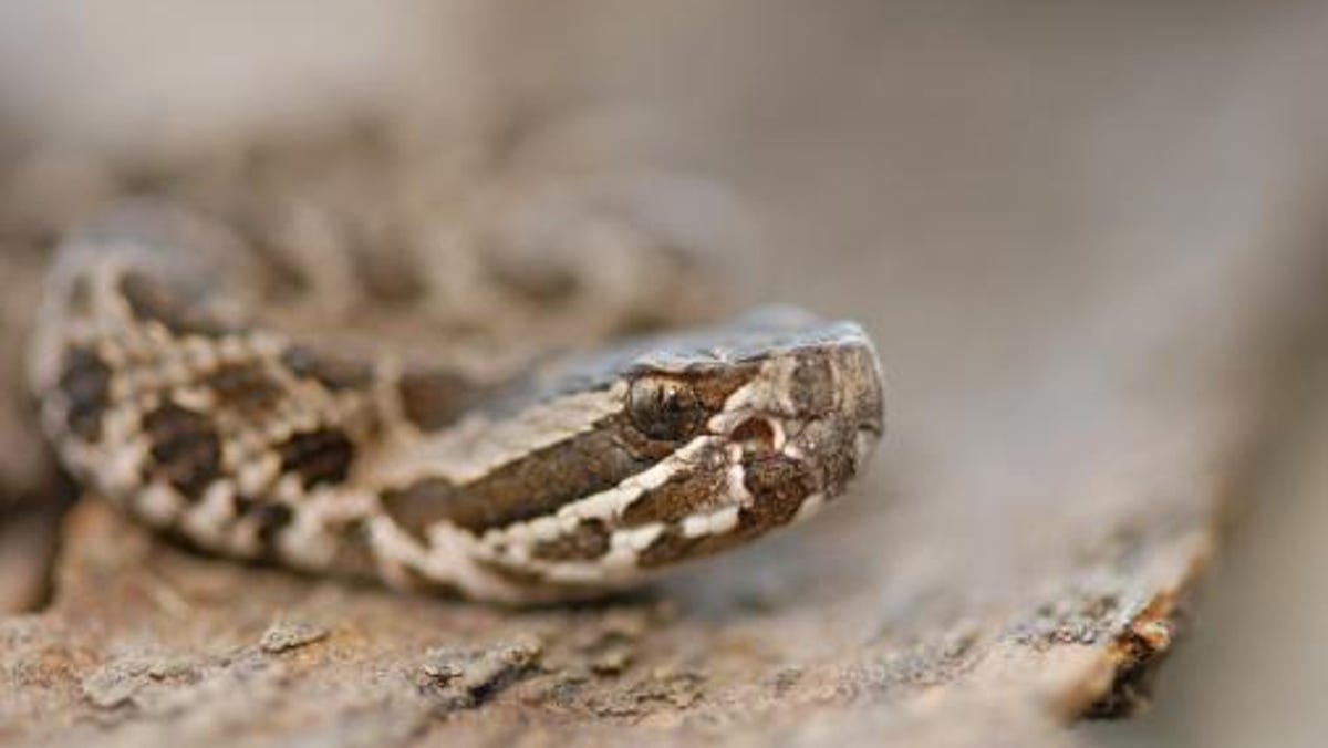 Venomous Snakes Rare But Are Still In Ohio Venomous Snakes Rare But Are Still In Ohio