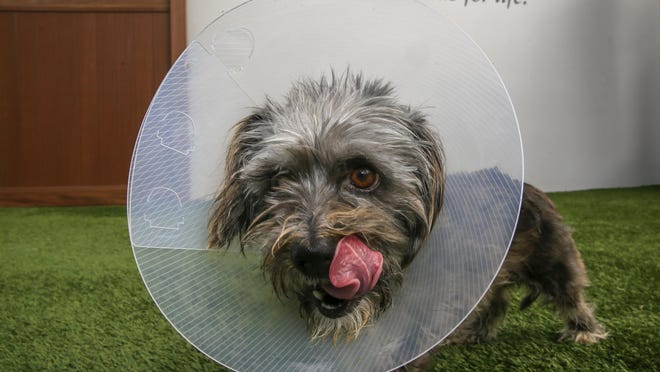 Puffin, a three-year-old Terrier mix female dog, wear a “cone of shame” device.