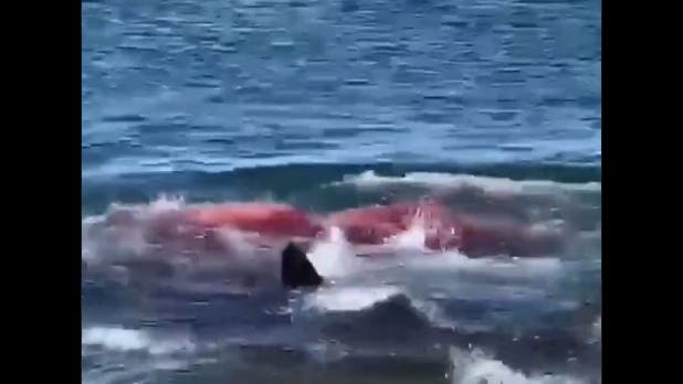 A screenshot from a video showing a great white shark attacking a seal close to the beach in Provincetown.