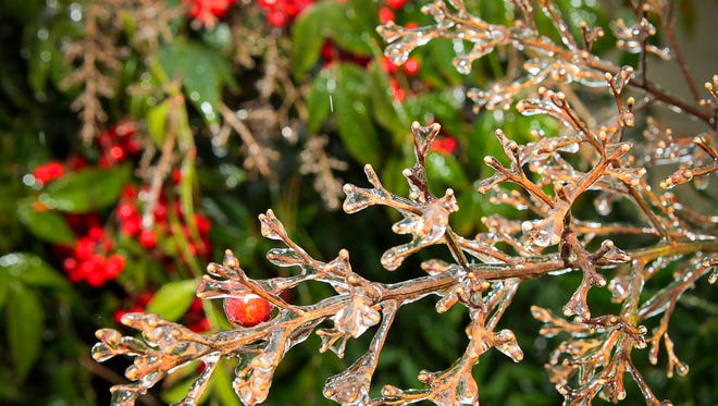 Ice covers the branch on this nandina bush in a west Murfreesboro neighborhood.