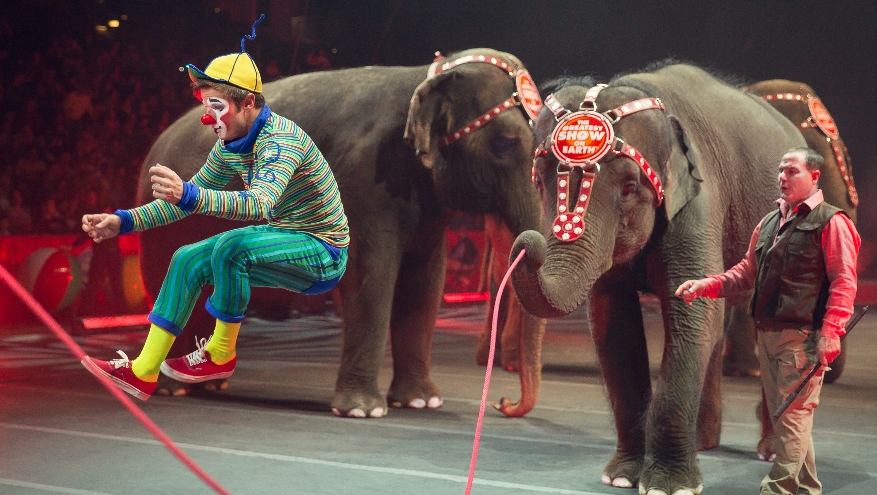 The circus elephants&amp;#39; final tour