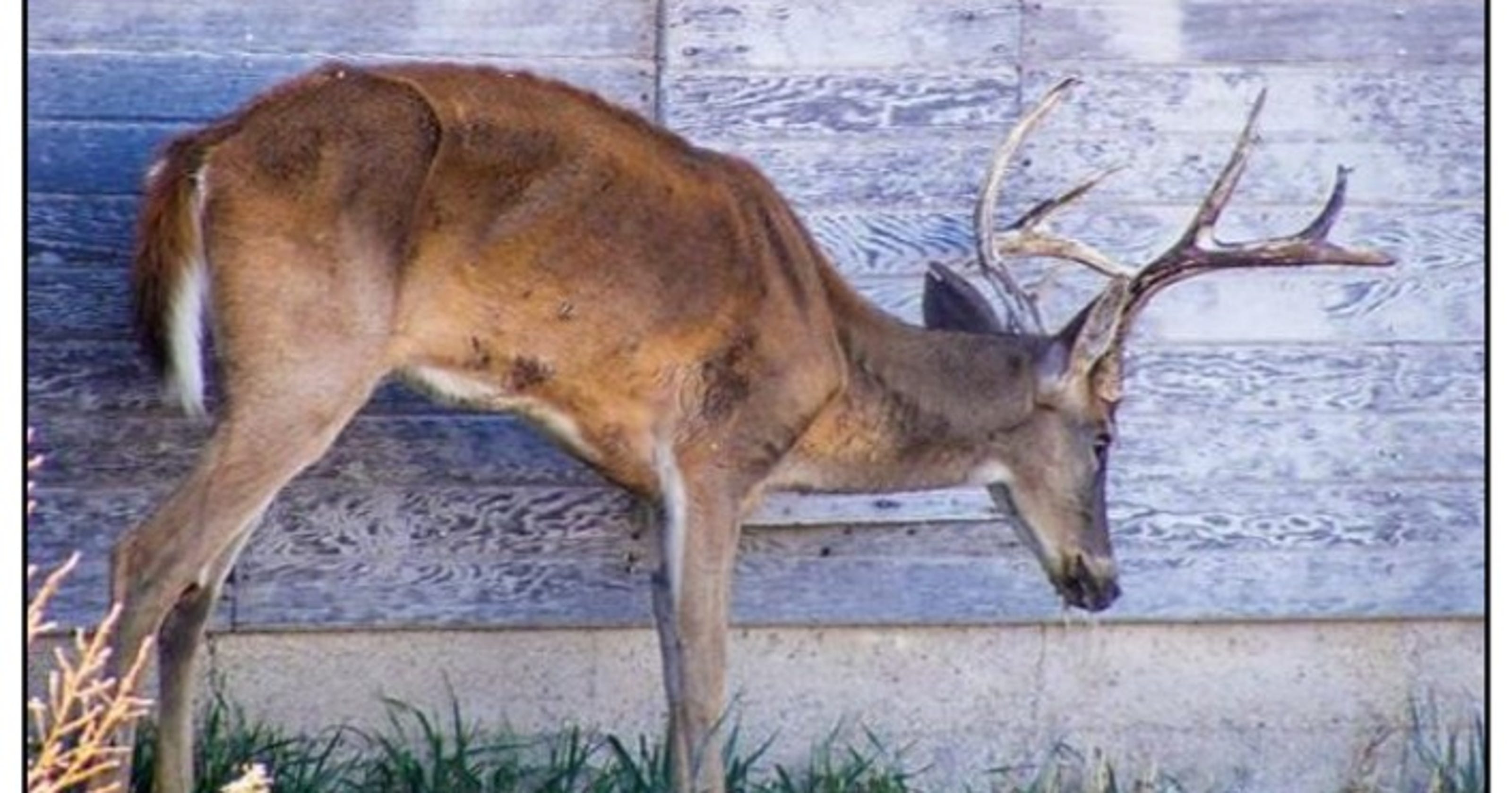 Flowers Deer Processing