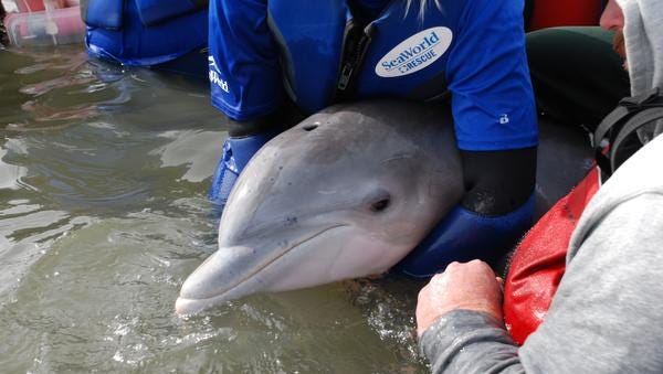 Rescuers holds a bottlenose dolphin calf recently captured, treated and released in Mosquito Lagoon in Florida.