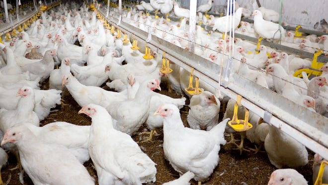 Broiler chickens are Virginia's top grossing agricultural product. See what else made the list.