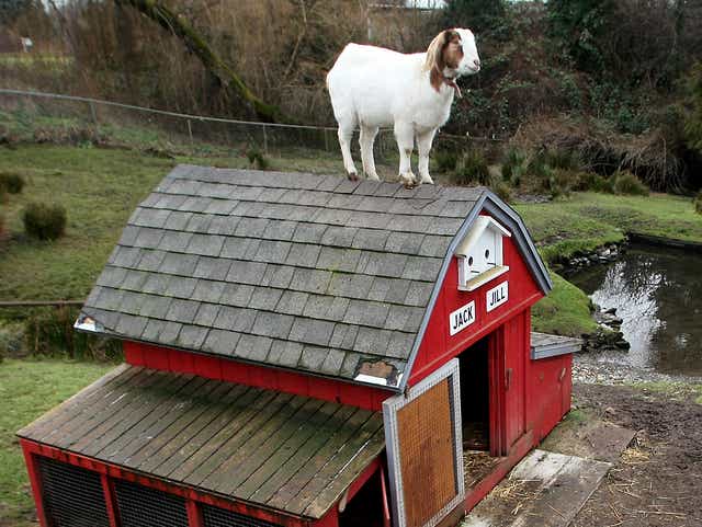 Dog Kills Well Known Goat In Tracyton Neighborhood