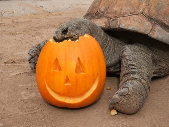 This year, the Phoenix Zoo is combining its Boo at