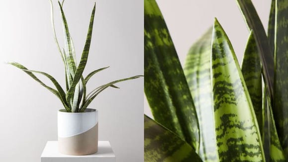 18 Fake Plants That Look Just Like The Real Thing