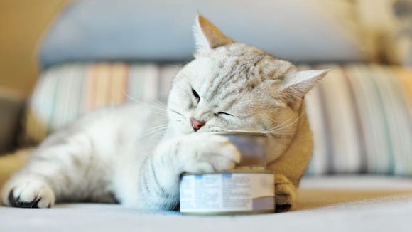 How To Keep Your Pets Safe And Happy During The Coronavirus Pandemic