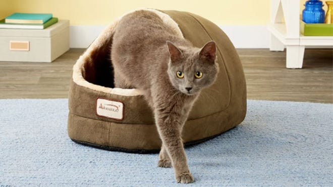 The best products from Chewy for cats and kittens