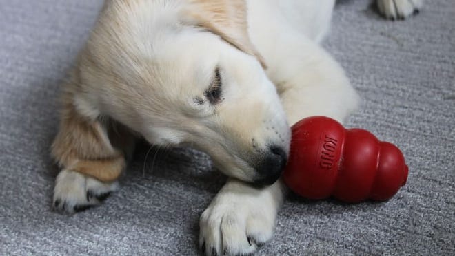 I don't think we would have survived puppyhood with a Kong toy.