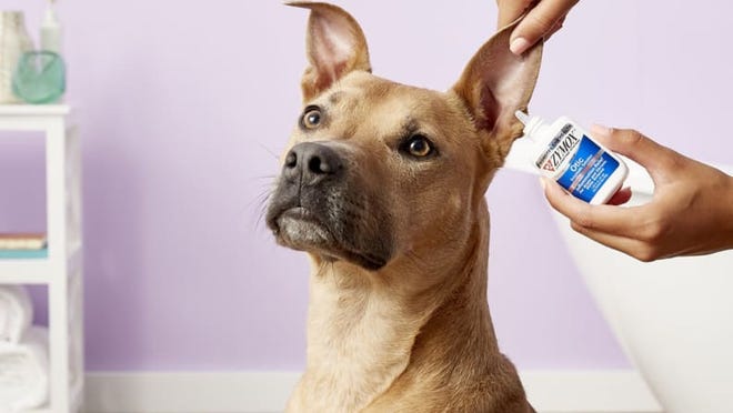 20 Essential Pet Accessories for You : Pet Items for New Dog Owners 34 No dog is ever this calm when having their ears cleaned. Just FYI.