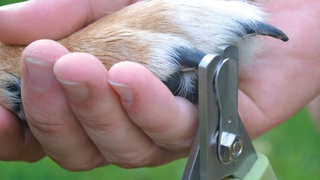 Keep your dog's nails a safe length with these clippers.