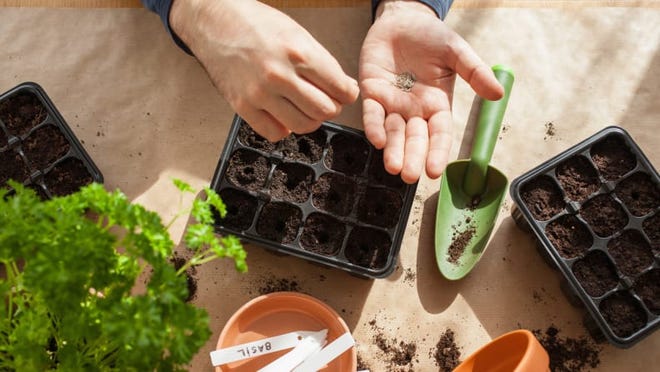 Planting seeds in a seed tray is a great way to start them out in a controlled environment.