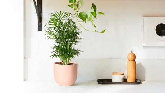 The Sill sells some of the cutest houseplants we've seen.