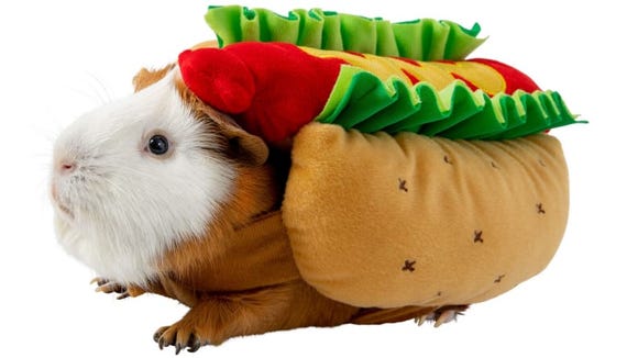 This guinea pig is too cute.