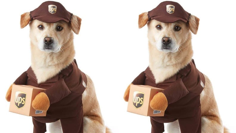 Petco Dog Halloween Costumes 2022