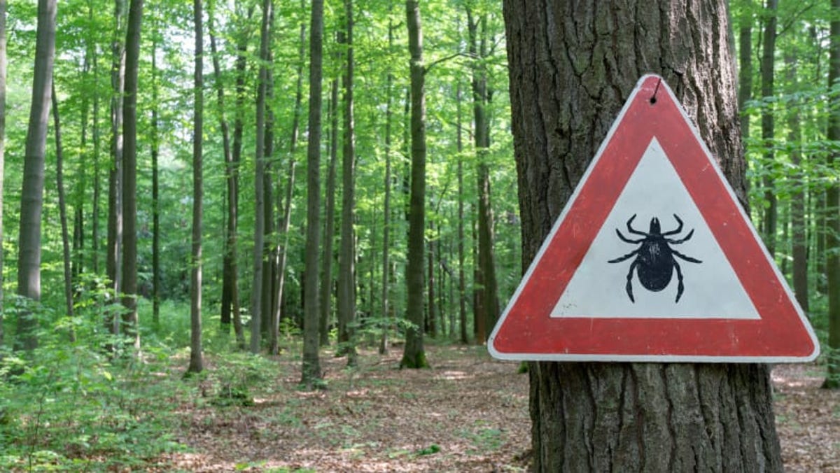 Here S What You Need To Know About Tick Season In Arkansas