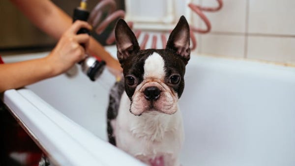 A photo of a dog in the bath.