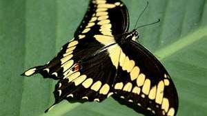 The Butterfly Guy Florida S Swallowtail Butterflies