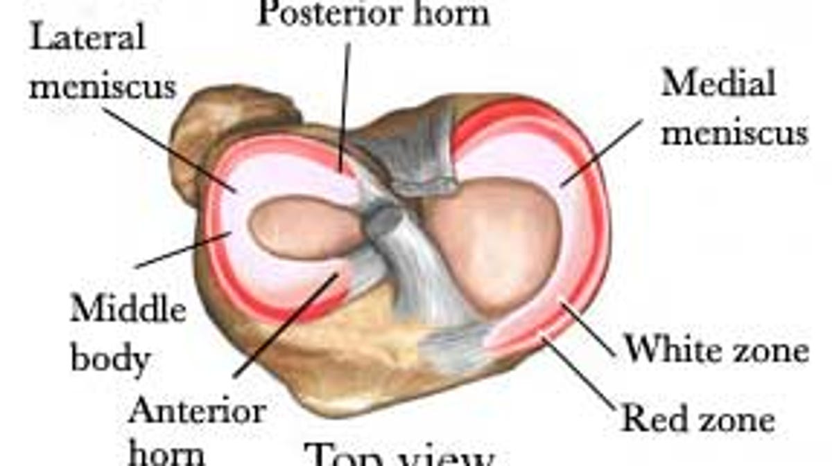 The Injury Zone Basic Anatomy And Function Of The Meniscus The full value for settlement purposes is higher. the injury zone basic anatomy and