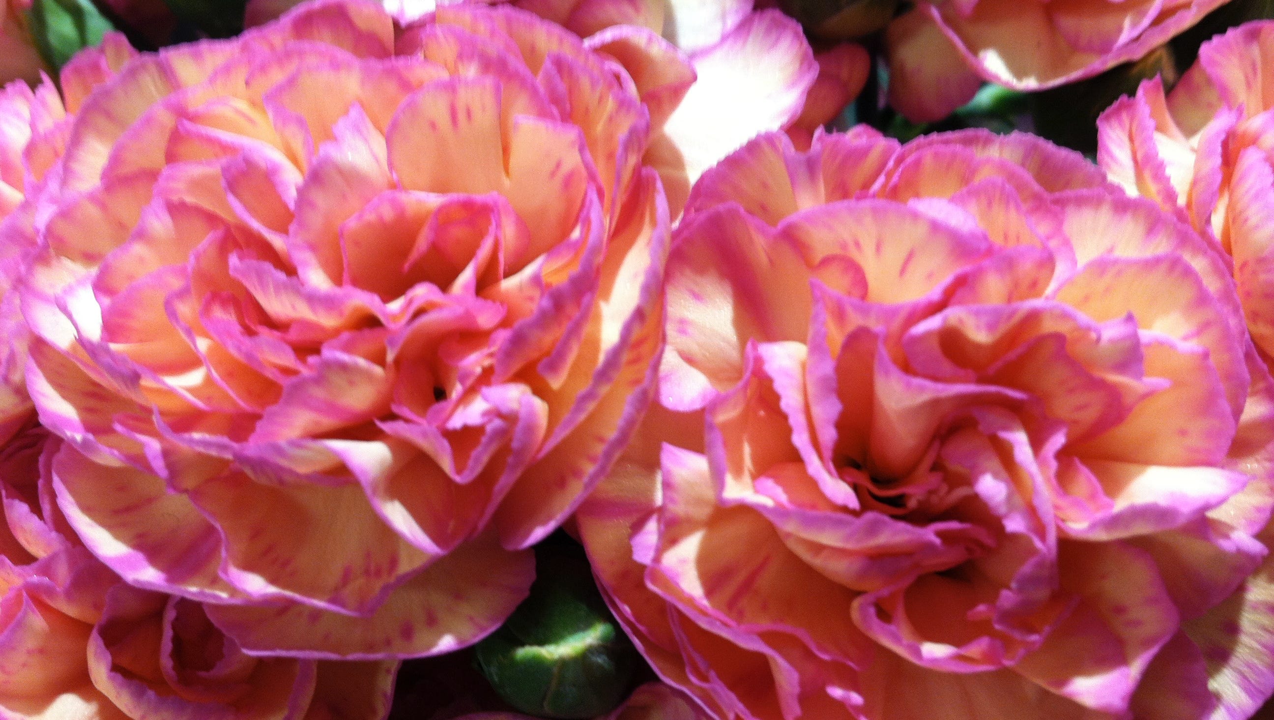 My year in the Kroger floral department