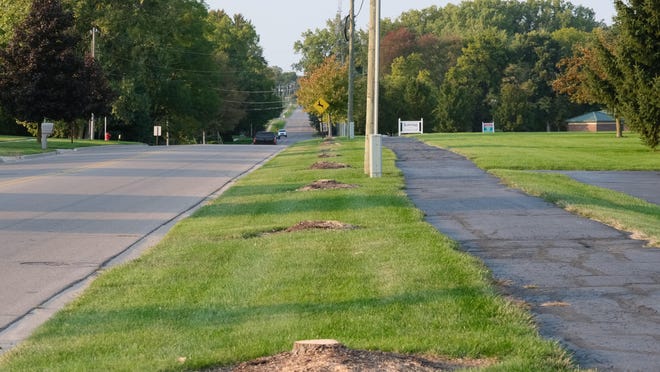 Stumps of trees cut down by Midwest Energy and Communications along North Occidental Highway in Tecumseh are pictured Tuesday.