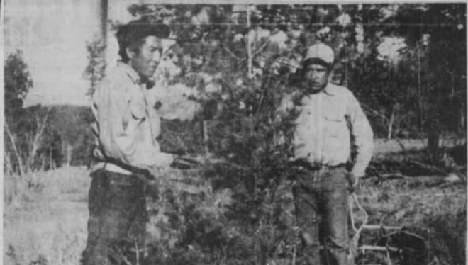 Davis Spitty (left) and Anthony Treas display a specimen of the trees they are cutting dialy high in the upper reaches of Silver Canyon on the Mescalero indian reservation.