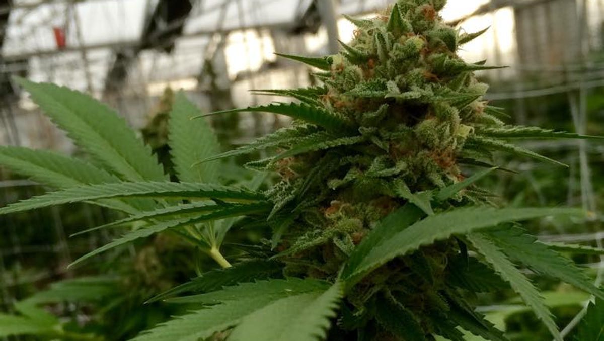 New Marijuana Portable Breath Test In Works It's human nature it's in our bones 'cause no one wants to be all alone i found the darkness behind your eyes killing braincells. new marijuana portable breath test in works