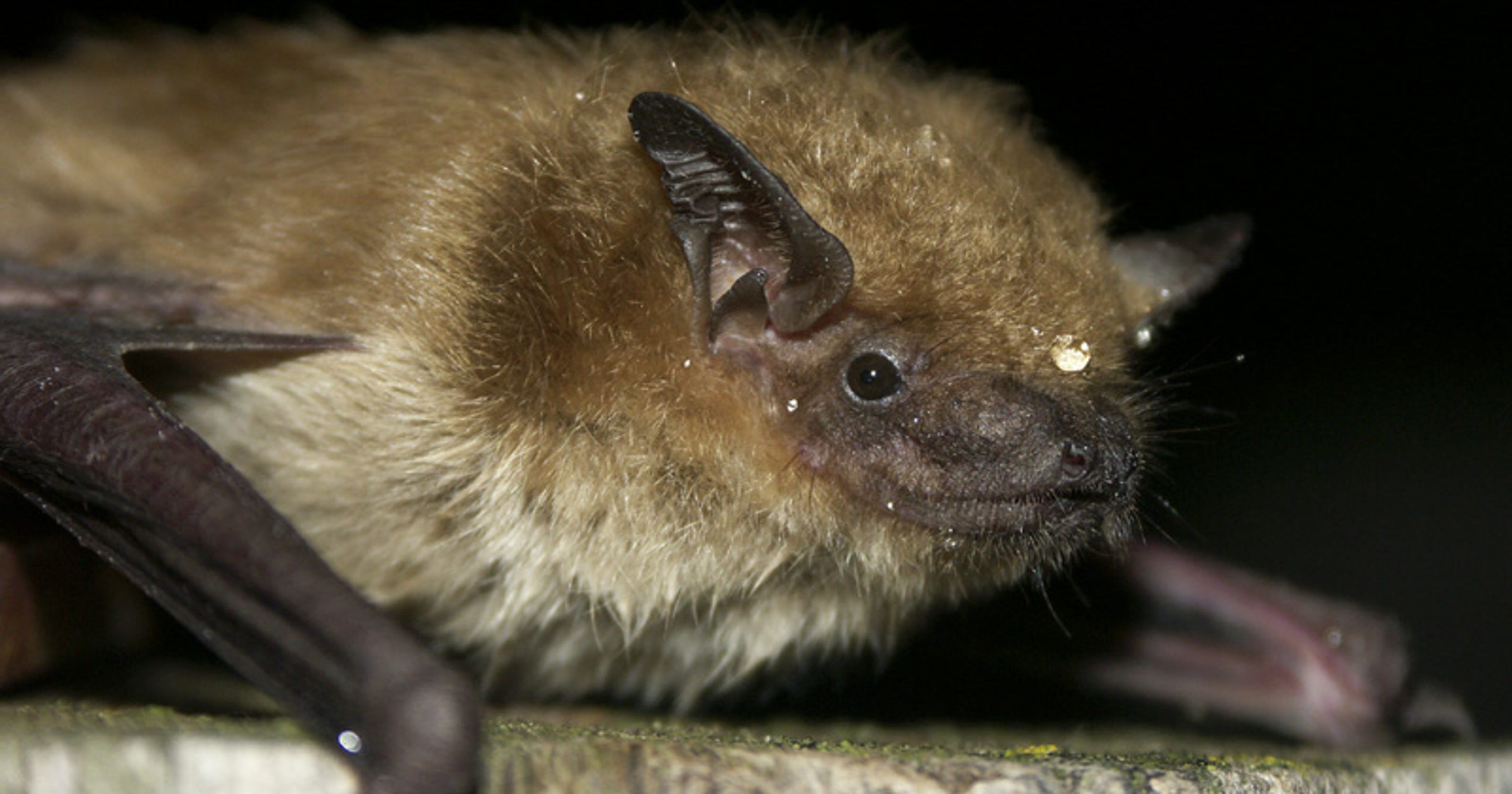 On the lookout Big Brown Bat
