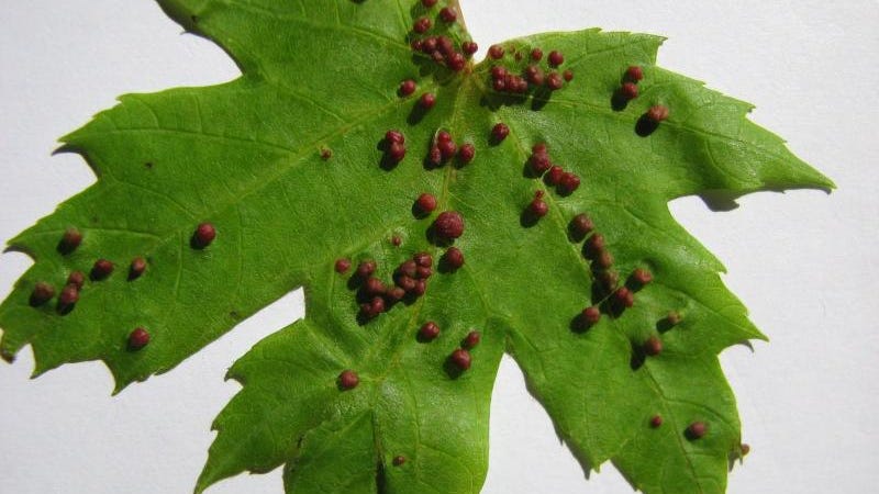 Yard And Garden Faqs On Maple Trees Yard And Garden Faqs On Maple Trees