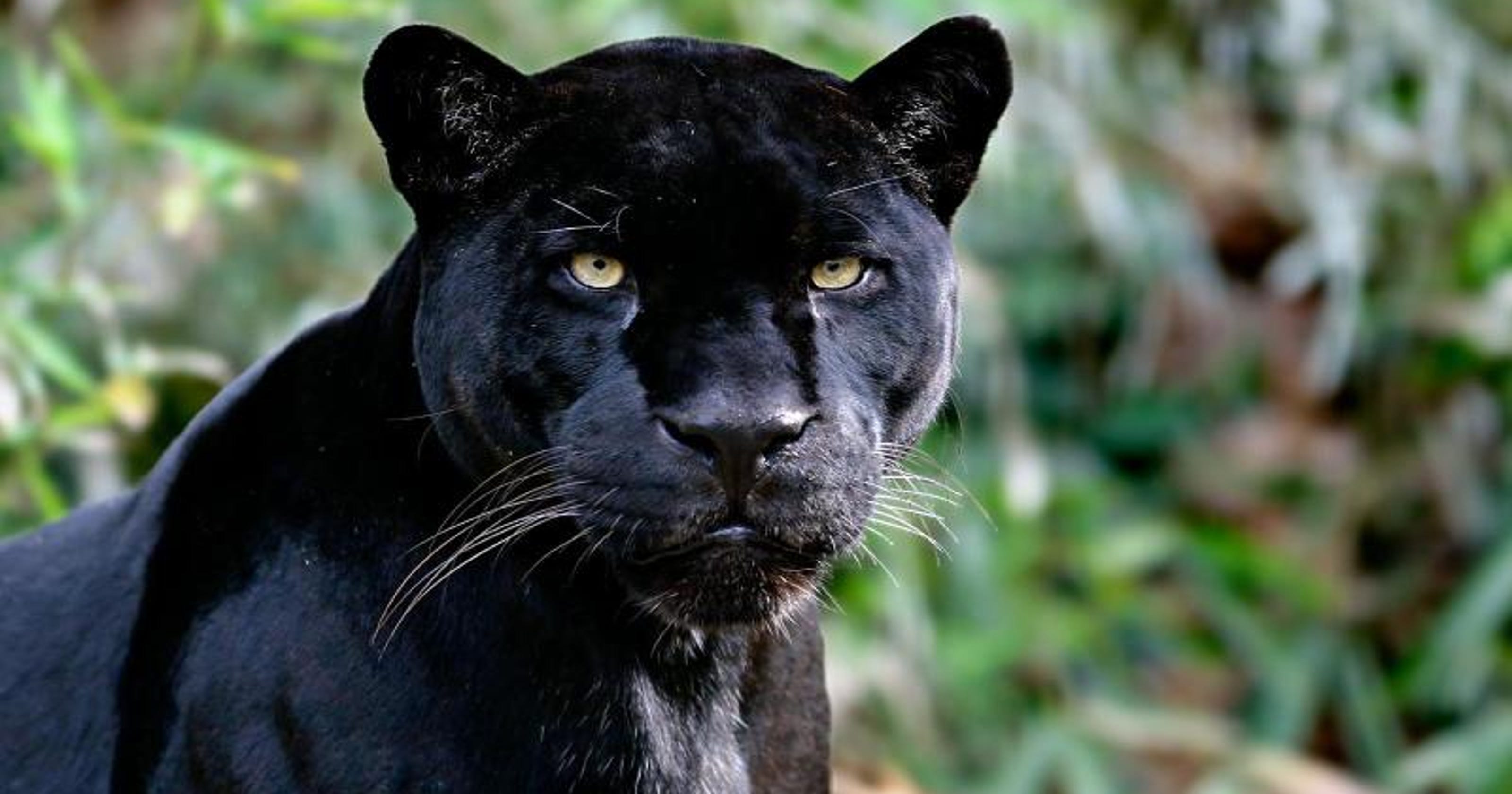 Black panthers in Louisiana are a myth, state wildlife official says