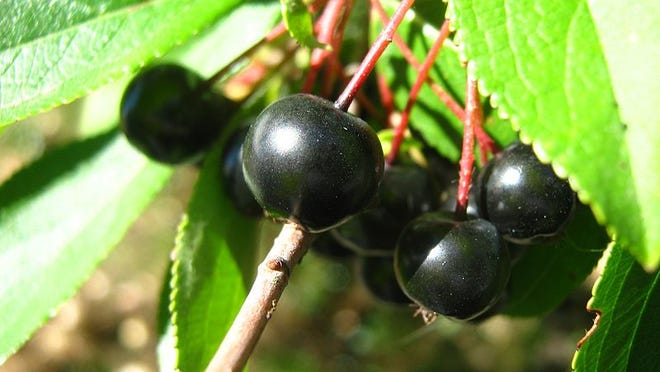 A chokeberry bush, a native plant that provides food for birds (and people).