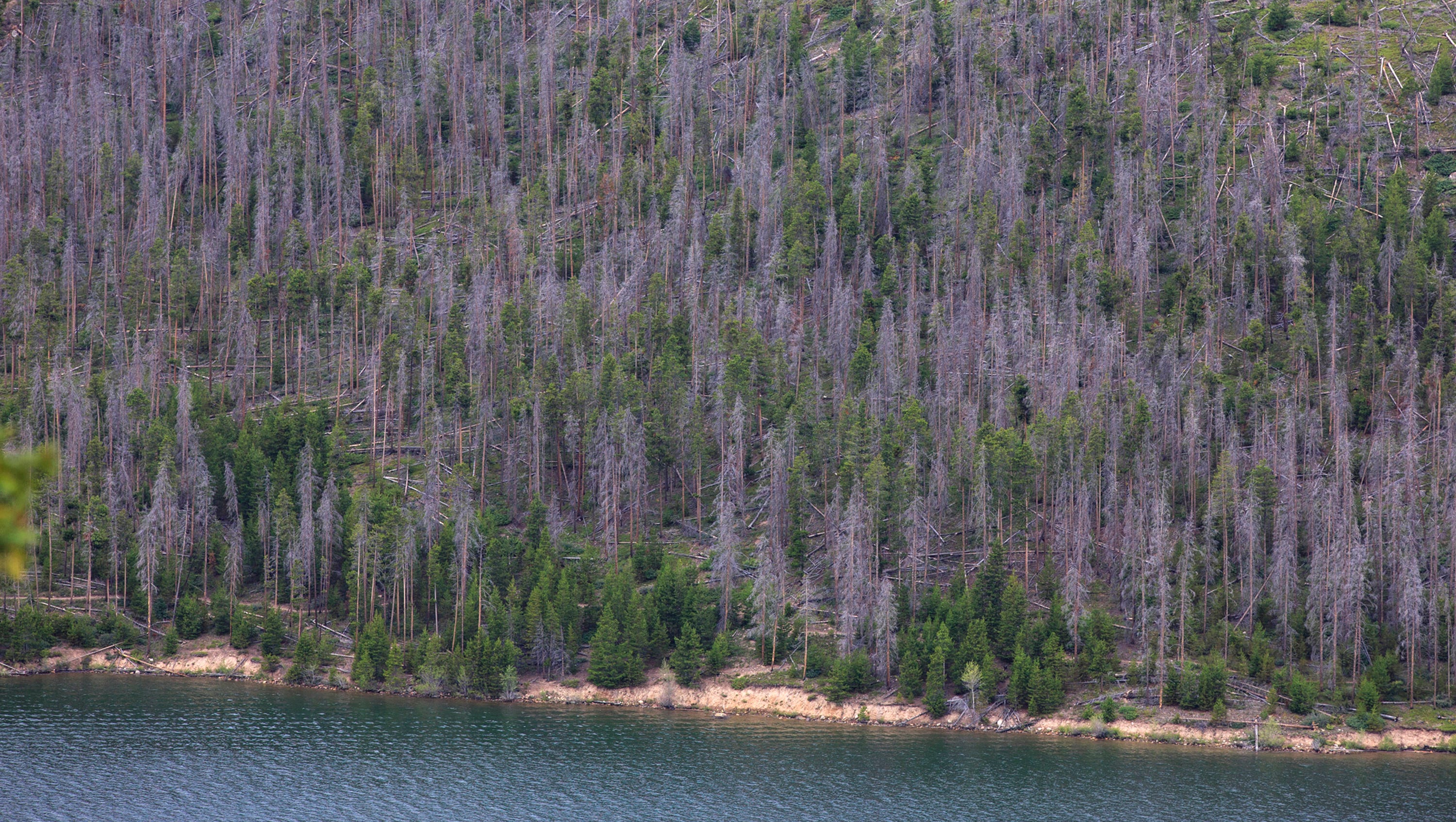 CSU study finds link between climate change, lower forest resilience