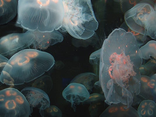 More Than 800 Florida Beachgoers Stung By Jellyfish In