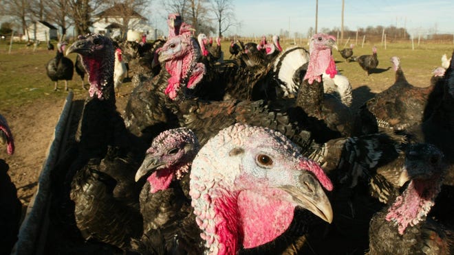 Turkeys at a central Indiana farm in 2003.