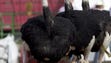The Ostriches are ready to race during the 28th Annual