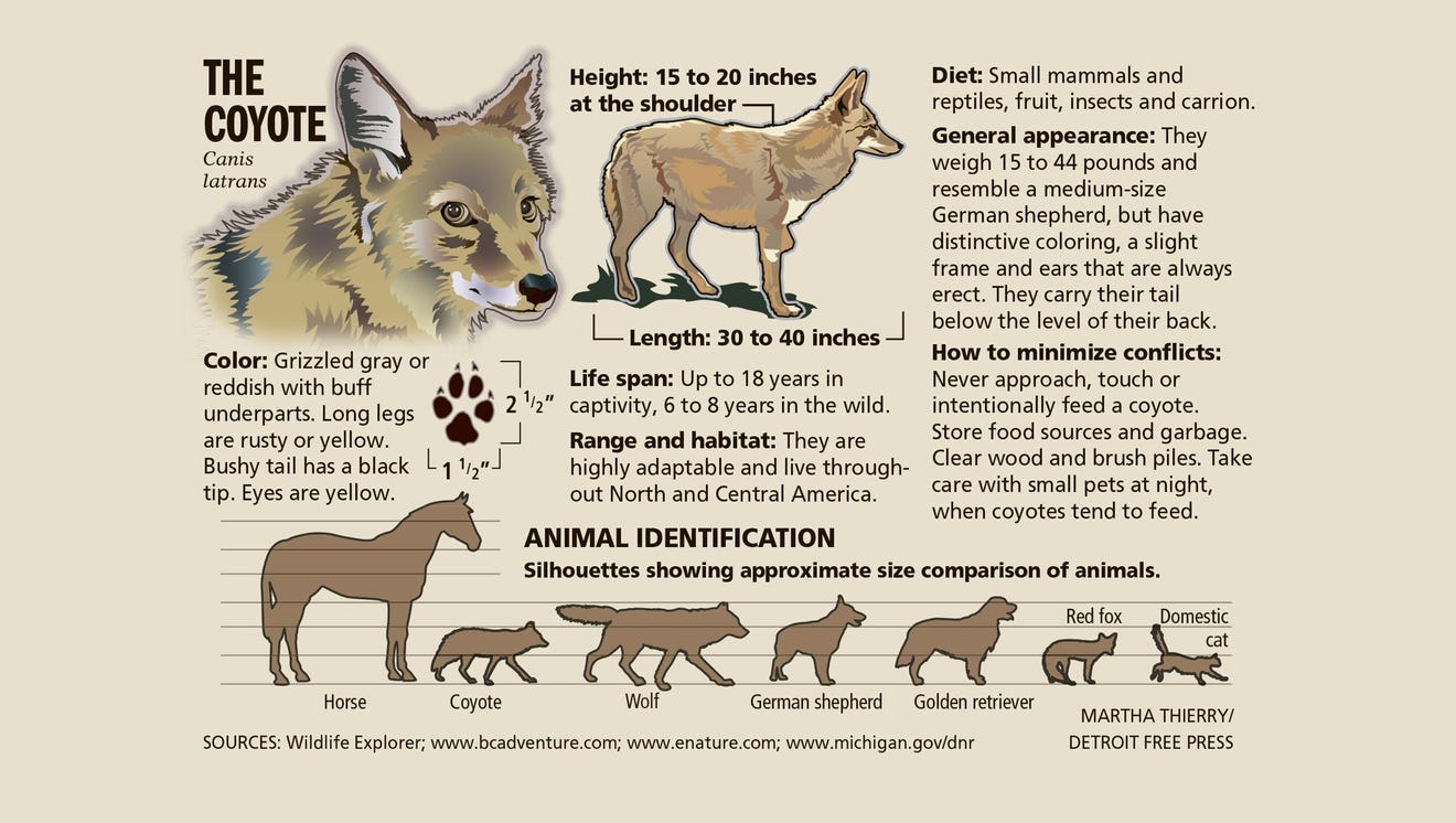 Coyotes in Lansing? Yes, indeed