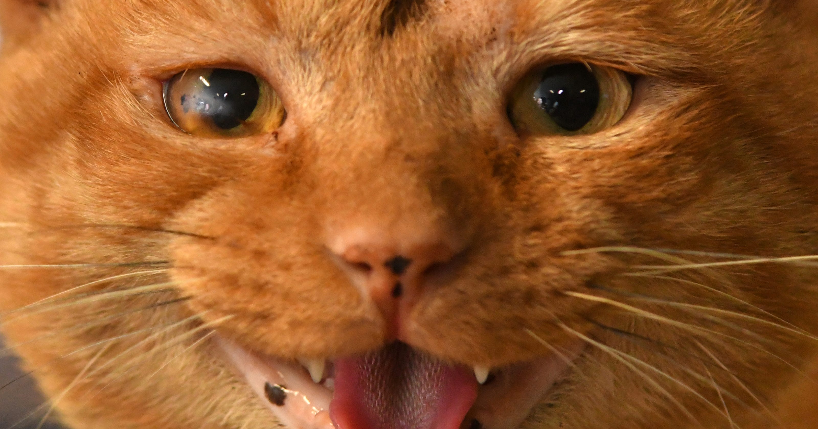 How Long Do Kittens Live With Rabies toxoplasmosis