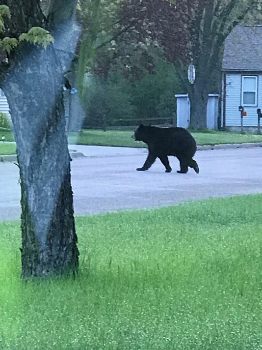 Bear pays Wisconsin Rapids a visit