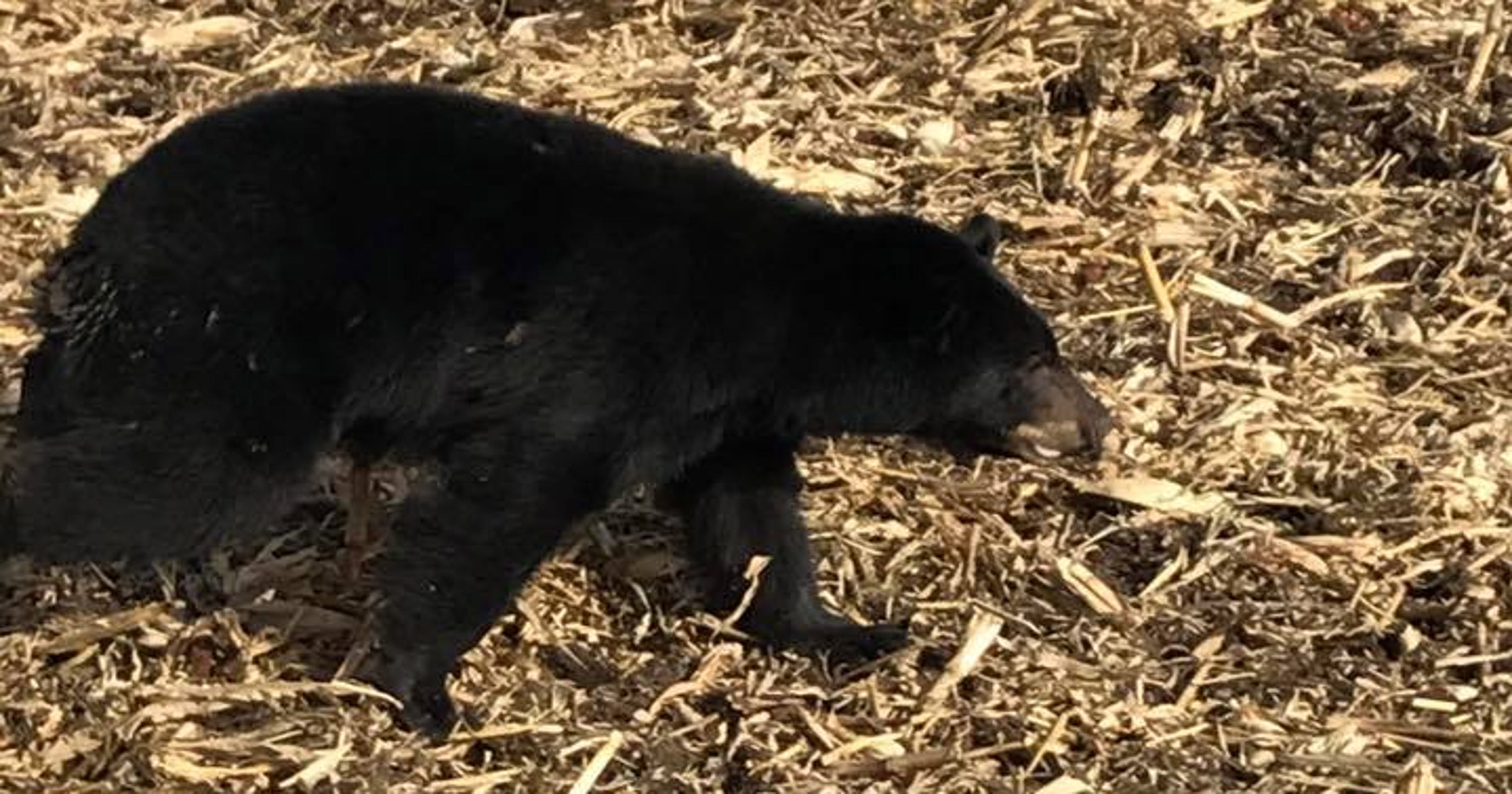 Iowa wildlife Sighting, presence of bears, wolves and bobcats up in