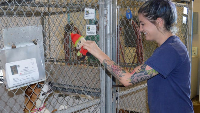 Keyana Miller, Valley Oak SPCA animal care staff plays with Macie Wednesday morning. Macie is one of 16 dogs at the shelter ready to be adopted.