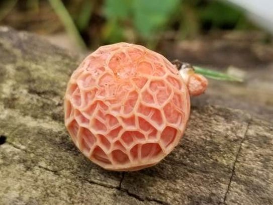 Rhodotus palmatus or wrinkled peach mushroom
