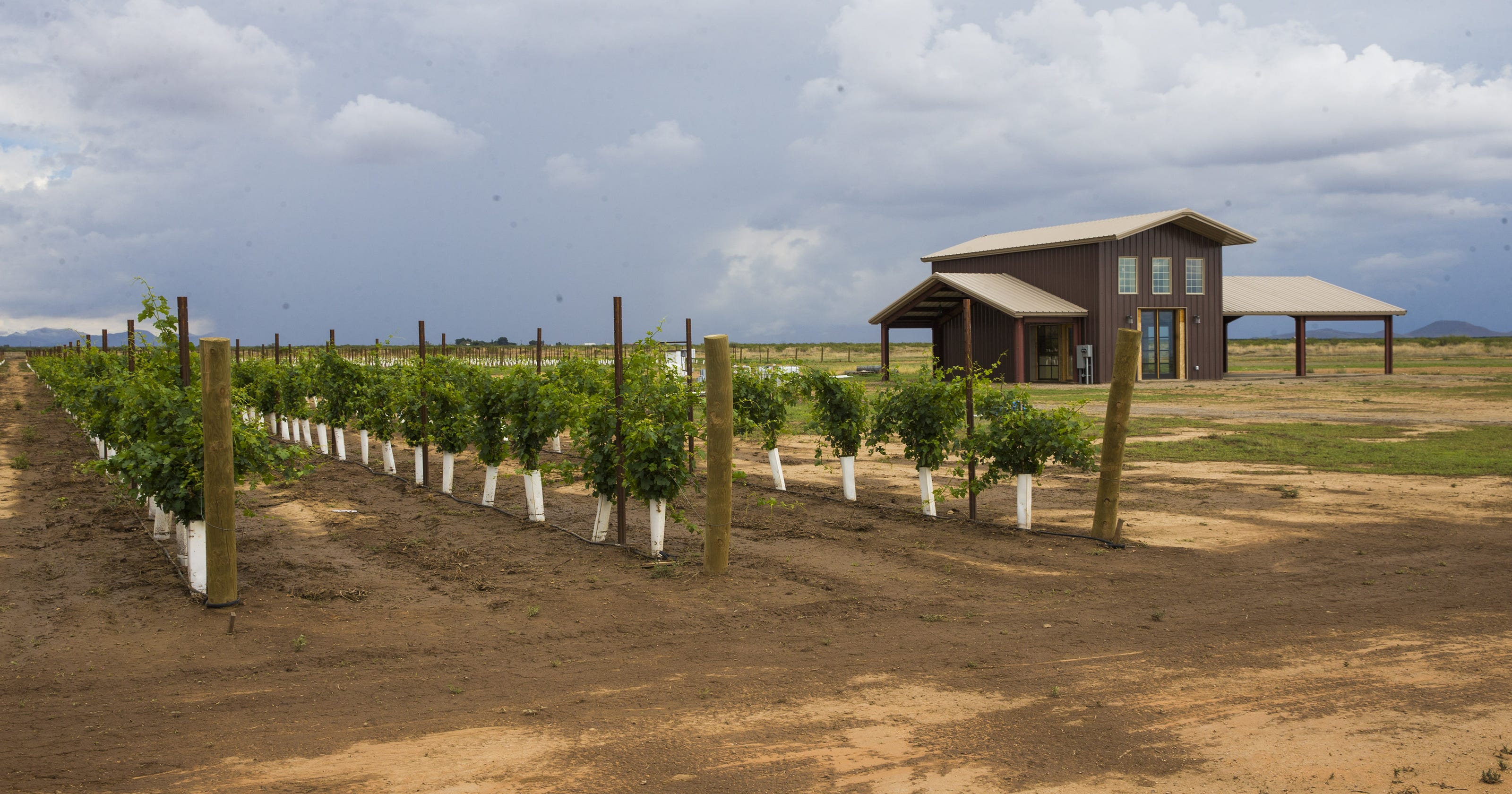 These 3 Arizona Wineries With Vineyards And Tasting Rooms