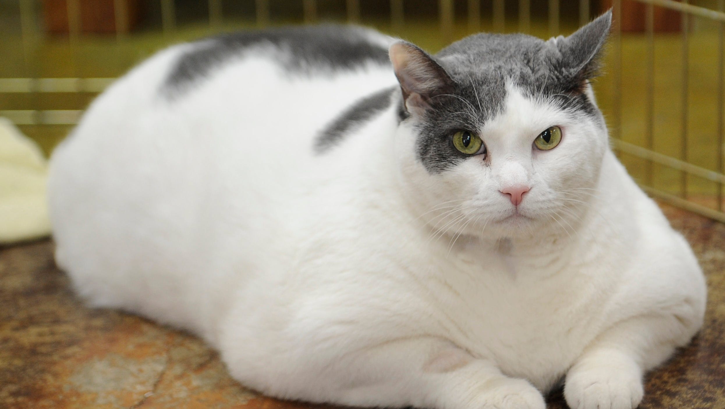 white and gray chonky cat