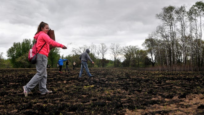 Erien Zapzalka, 14, an eighth-grader from Royalton, on Friday, May 13, broadcast a cool-season grass and forb seed mix across a a prairie that was burned this spring as part of a 500-acre ongoing oak savanna restoration at Crane Meadows National Wildlife Refuge east of Little Falls. Zapzalka was one of about 50 students in the school's YES! club (the acronym stands for Youth Energy Summit) who volunteered on a cold morning.