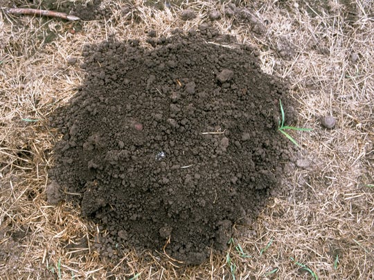 How To Effectively Get Rid Of Gophers No Shovel Required