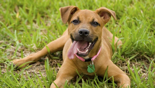 Is your dog licensed? Pennsylvania dog wardens are going door-to-door to make sure.