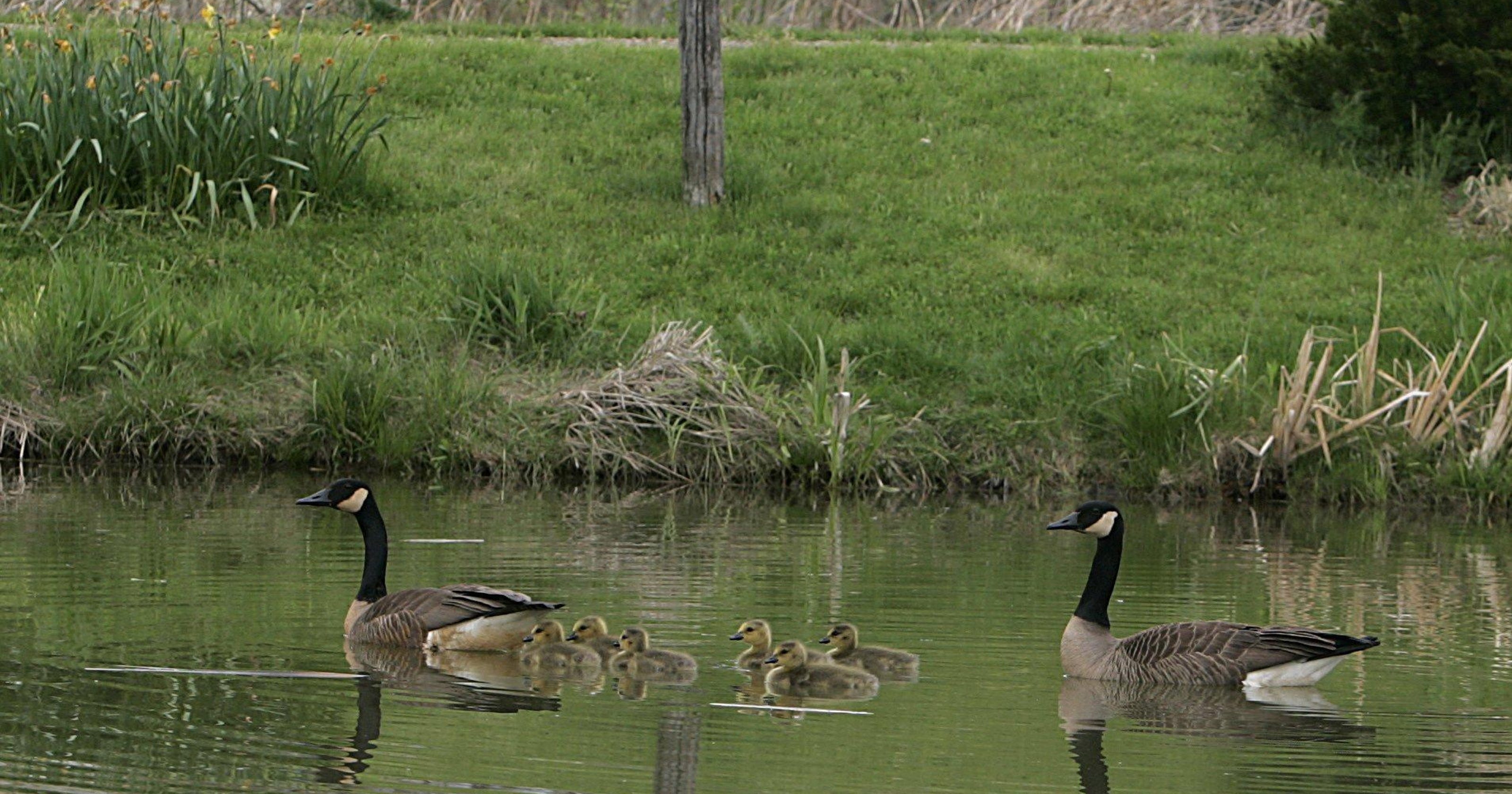 Man convicted of shooting Canada geese